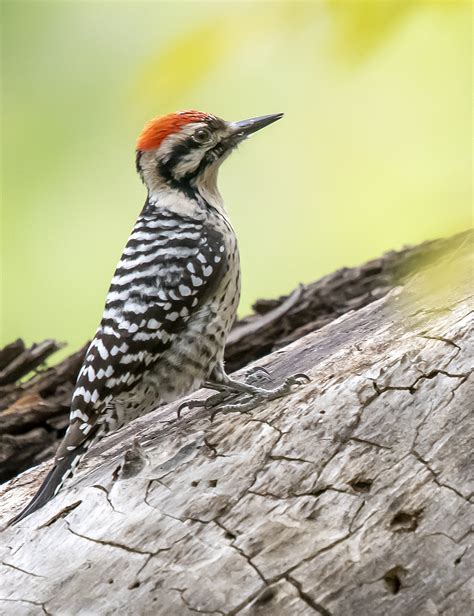 Atop a blooming saguaro cactus arizona's state bird, the cactus wren, gives his essential warble. Woodpecker, Ladder-backed
