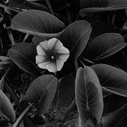 Railroad Vine Flower 2 Delray Beach Florida Photograph By Lawrence S
