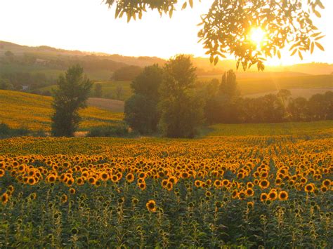 Sunflower Fields West Of Toulouse France Travel Dreams Beautiful