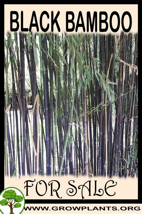 Great savings & free delivery / collection on many items. Black bamboo for sale - Grow plants