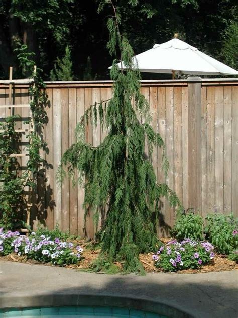 Small Weeping Evergreen Trees Emanuelwylie