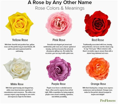 Rose Color Chart Meanings Rose Color Meanings Rose Meaning Yellow Rose Meaning