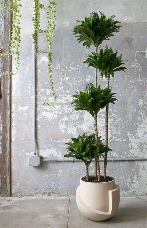 Finally — 20 Oversized Planters Worthy Of Your Fiddle Leaf Deco