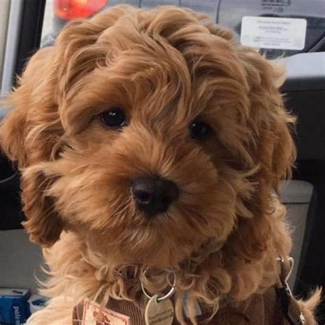 Highly social and playful at times, but also easily transitions into a cuddly couch. Cockapoo Puppies For Sale In South Wales | Cockapoo For Life