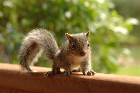 Grey Squirrel Stock Photo Free Download