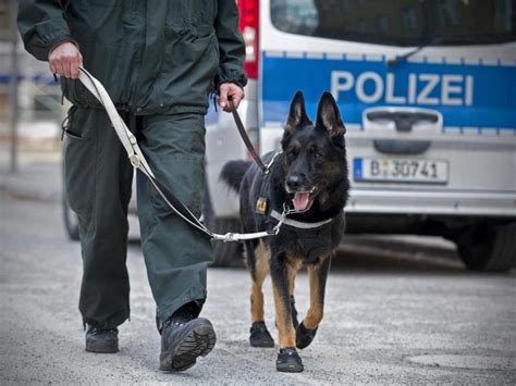 102 Polizeihunde In Berlin Im Einsatz Berlin De