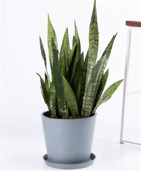 15 Best Low Light Indoor Plants To Add To Your Home