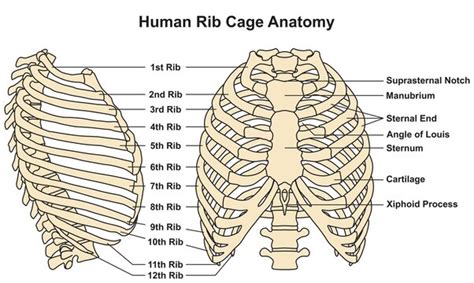 Discover The Fascinating Rib Cage Anatomy Side View Explained Click