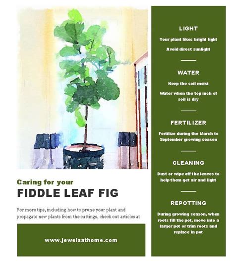 Fiddle Leaf Fig Care Tips Printable Fiddle Leaf Fig Fiddle Leaf