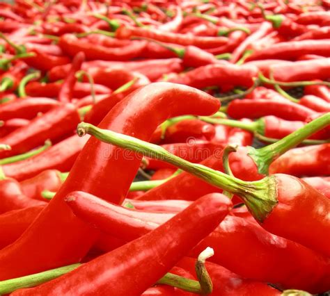Led cactus in bloom features: Red Chili Peppers Drying In The Sun Stock Image - Image of ...