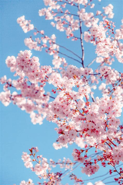 103 spring hd wallpapers and background images. Sakura Tree · Free Stock Photo