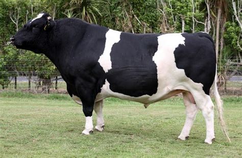 Raza Bovina Holstein Vacas Holstein Animales Bovinos Ganado De Carne