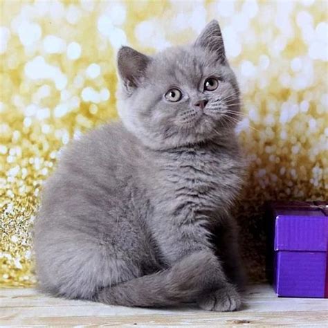 Britishshorthairkittens All Available To Go Nowwe Do Have Male And