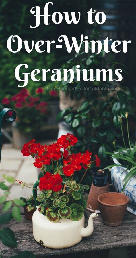 How To Over Winter Geraniums Growing Geraniums Gardening Tips Winter