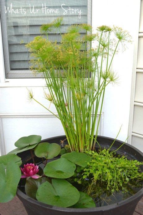 Whats Ur Home Story Diy Water Garden How To Make A Water Garden On