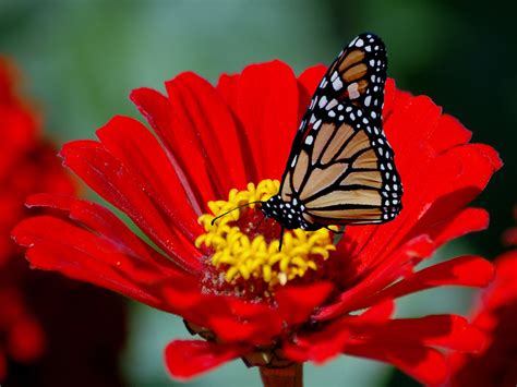 Butterfly On Red Flower Wallpapers And Images Wallpapers Pictures