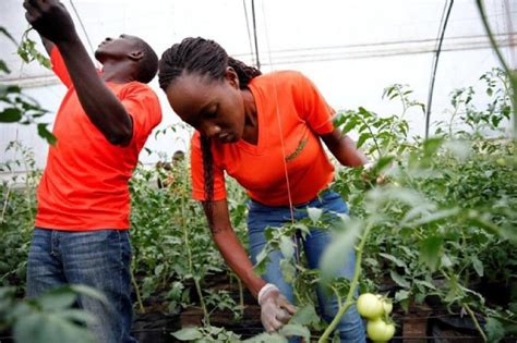 How To Engage Retain Youth In Agriculture Business Today Kenya