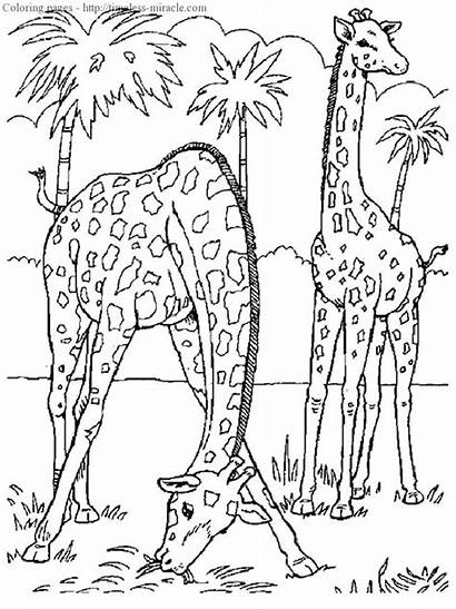 Realistic Coloring Pages Animal Timeless Miracle