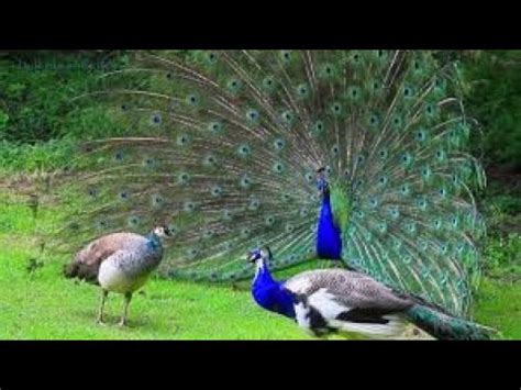 Maybe you would like to learn more about one of these? Beautiful Peacock Dance/Green Peacock/Beautiful Peacock ...