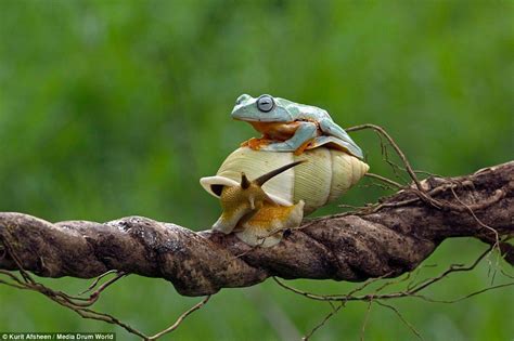 Lazy Frog Hitches A Ride On The Back Of A Snail Animals Beautiful