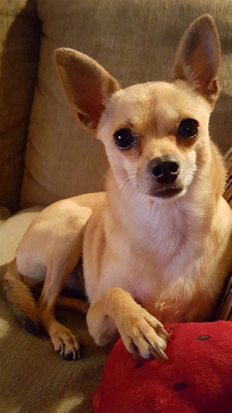 These dogs have a mix of short and straight, and long and silky coats that sport a variety of different colors like black, brown, and cream. Twinkles ☆ the deer head Chihuahua. | Deer chihuahua ...