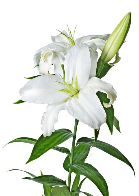 White Lily Flower Clipart