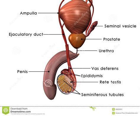 Male Reproductive System Stock Illustration Image Of