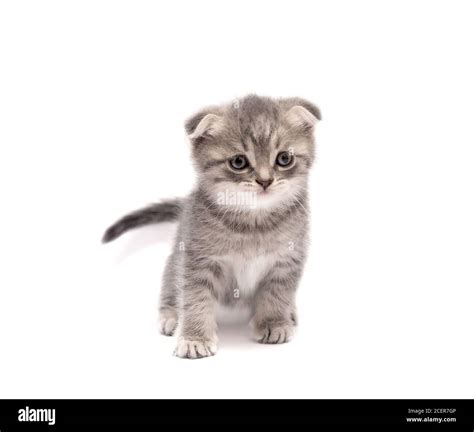 Cute Grey Scottish Fold Little Kitten Isolated On A White Background