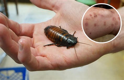 5 Tips For Preventing Cockroaches Diy Pest Control Holder