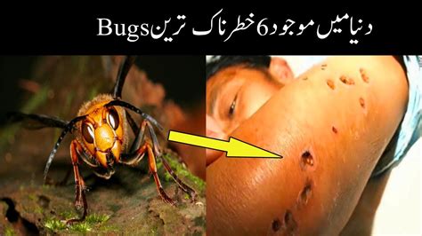 6 Most Dangerous Bugs In The World You Need To Avoid Mz Trends Youtube