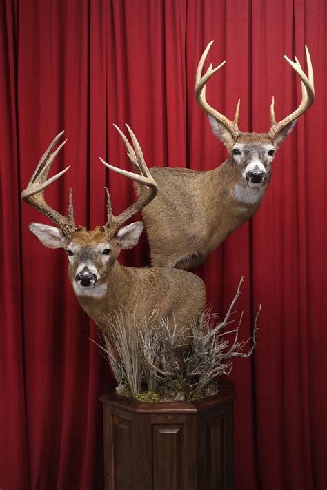 Artistic Visions Wildlife World Class Taxidermy Double Pedestal