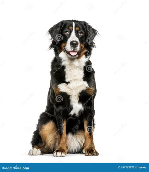 Bernese Mountain Dog Sitting In Front Of White Background Stock Image
