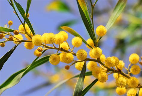 Acacia Mimosa O Acacia Dealbata Cuidados Guía Completa