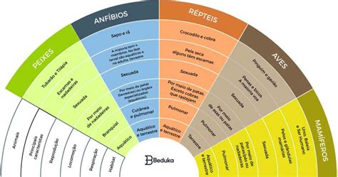 O Que é Zoologia Geral E Comparada Características E Diferenças