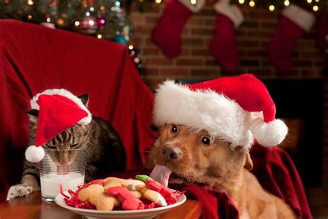 20 Cute And Funny Cats And Dogs Celebrating Christmas To Make You Smile