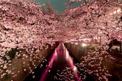 Sakura Season How To Plan Perfect Cherry Blossom Trips To Japan God Save The Points