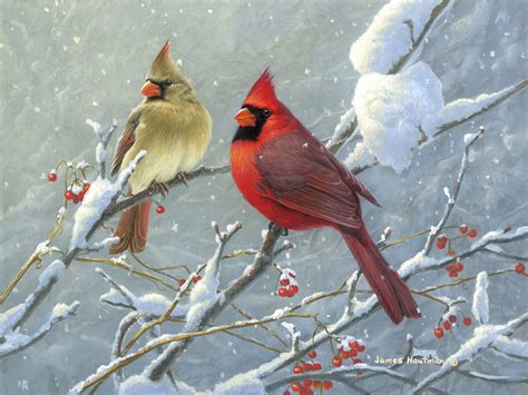 Cardinals In Snow Wallpaper 50 Images