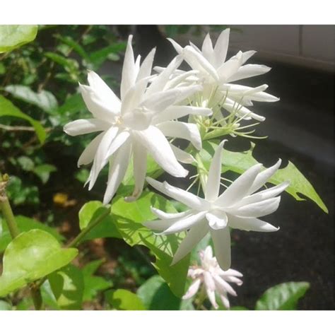 Buy Jasminum Sambac Belle Of India Strong Fragrance Real Life Plant