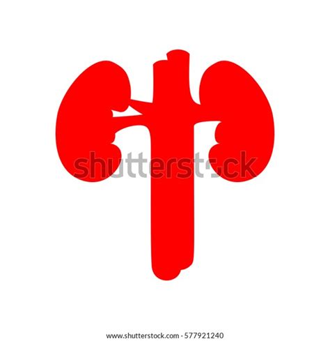 Human Kidney Medical Diagram Vector Red Stock Vector Royalty Free