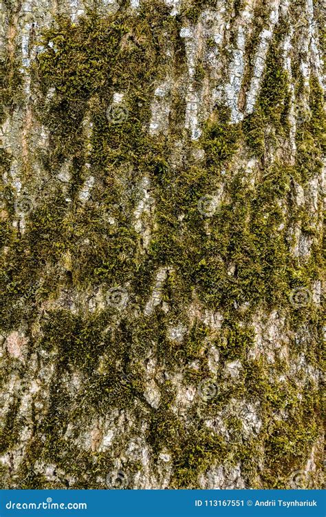 The Texture Of The Ash Tree Bark Overgrown With Moss Close Up Stock
