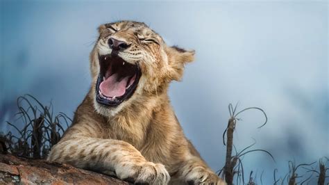 Wallpaper Lion Yawn Animals Close Up 1920x1200 Hd Picture Image