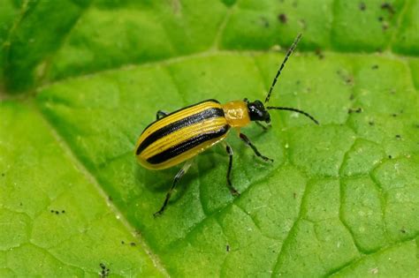 Preventing And Controlling Cucumber Beetles Growfully