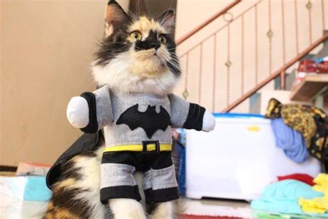 See more ideas about persian cat, persian, cats. Costume batman for cat and dog, persian cat/sphynx cat ...