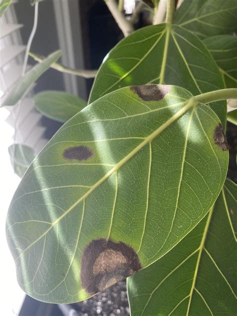 Help With Audrey Ficus Brownyellowing Leaves Rplantclinic