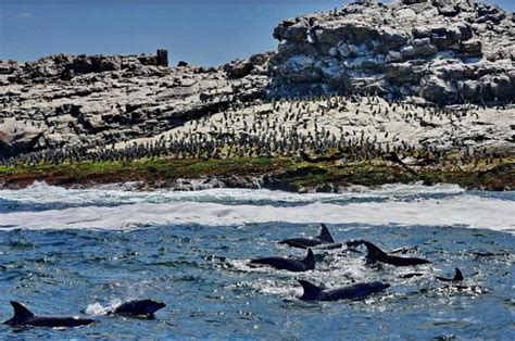 Port Elizabeth Whale Dolphin And Penguin Boat Cruise Getyourguide
