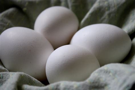 Free Picture White Eggs