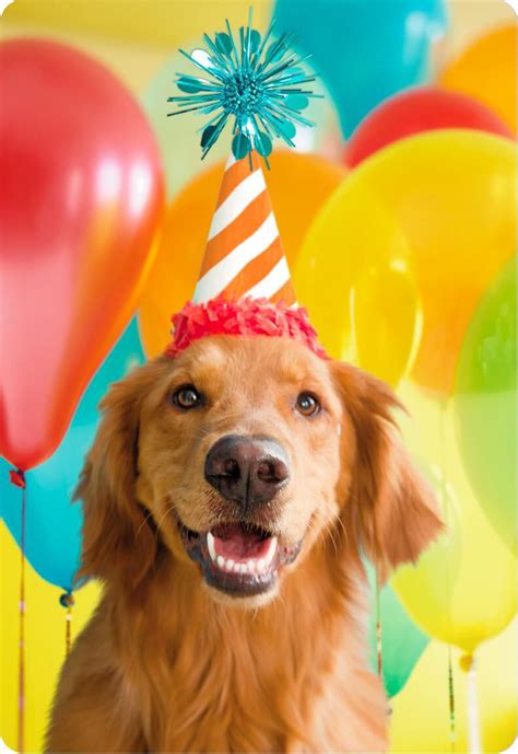 10 Good Happy Birthday Cards With Dogs Dog Photos Photograph