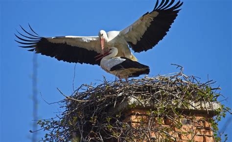 Birding Eastern Europe Special Birds White Stork
