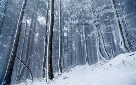 Winter Ice Snow Forest Nature Trees Hd Wallpapers Desktop And