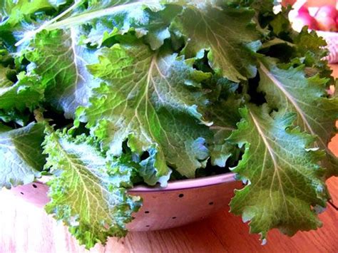 You do need to blanch them before freezing or they won't survive the process. Mustard Greens Recipe. A southern staple in the Appalachia ...